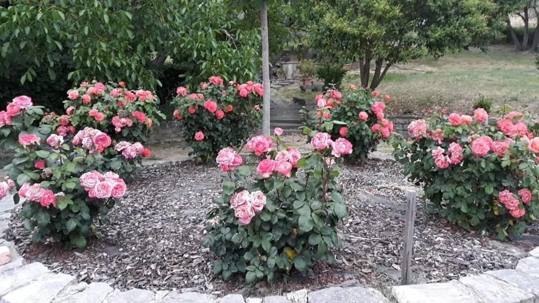 Agriturismo Camera Rosa Todi Zewnętrze zdjęcie